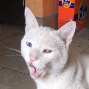 Meet your Posher, Jesus